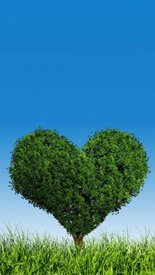 蓝天绿植 爱心形状的树木很养眼
