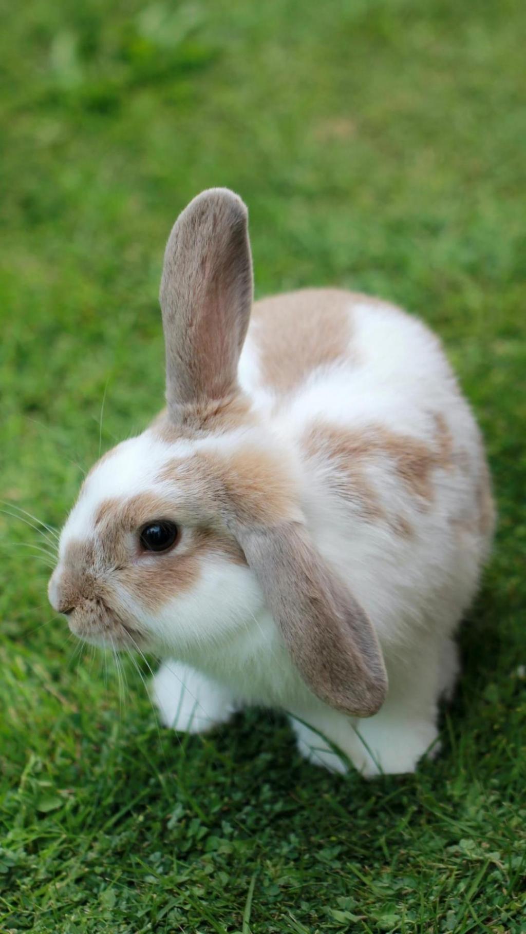 毛绒绒的小兔子在绿色草地可爱图片