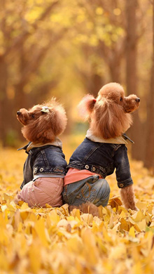 呆萌又可爱的两只小狗狗背对背对视远方