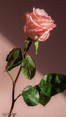 送你一只玫瑰花感觉真的是美丽极了