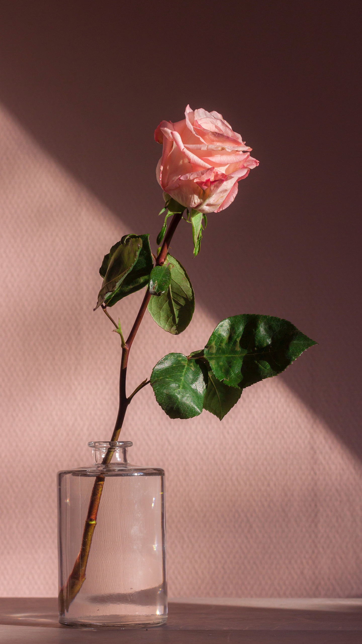 送你一只玫瑰花感觉真的是美丽极了
