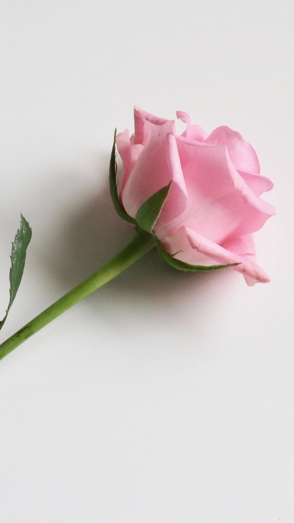 一枝玫瑰花代表爱的宣言铭记于心
