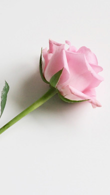 一枝玫瑰花代表爱的宣言铭记于心