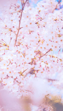 樱花树枝头上的粉嫩樱花手机壁纸
