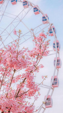 樱花开了粉嫩的花瓣迎风轻摆手机壁纸