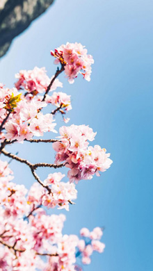 蓝蓝的天空粉色的樱花浪漫手机图片