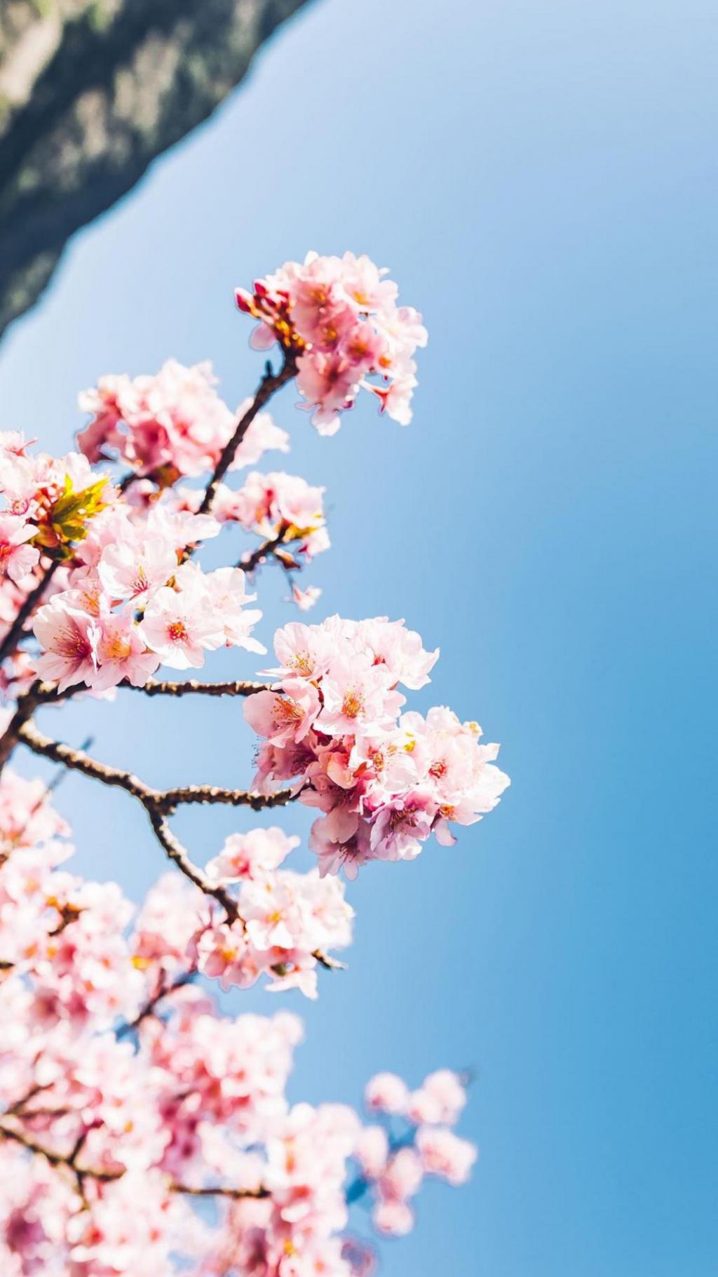 蓝蓝的天空粉色的樱花浪漫手机图片
