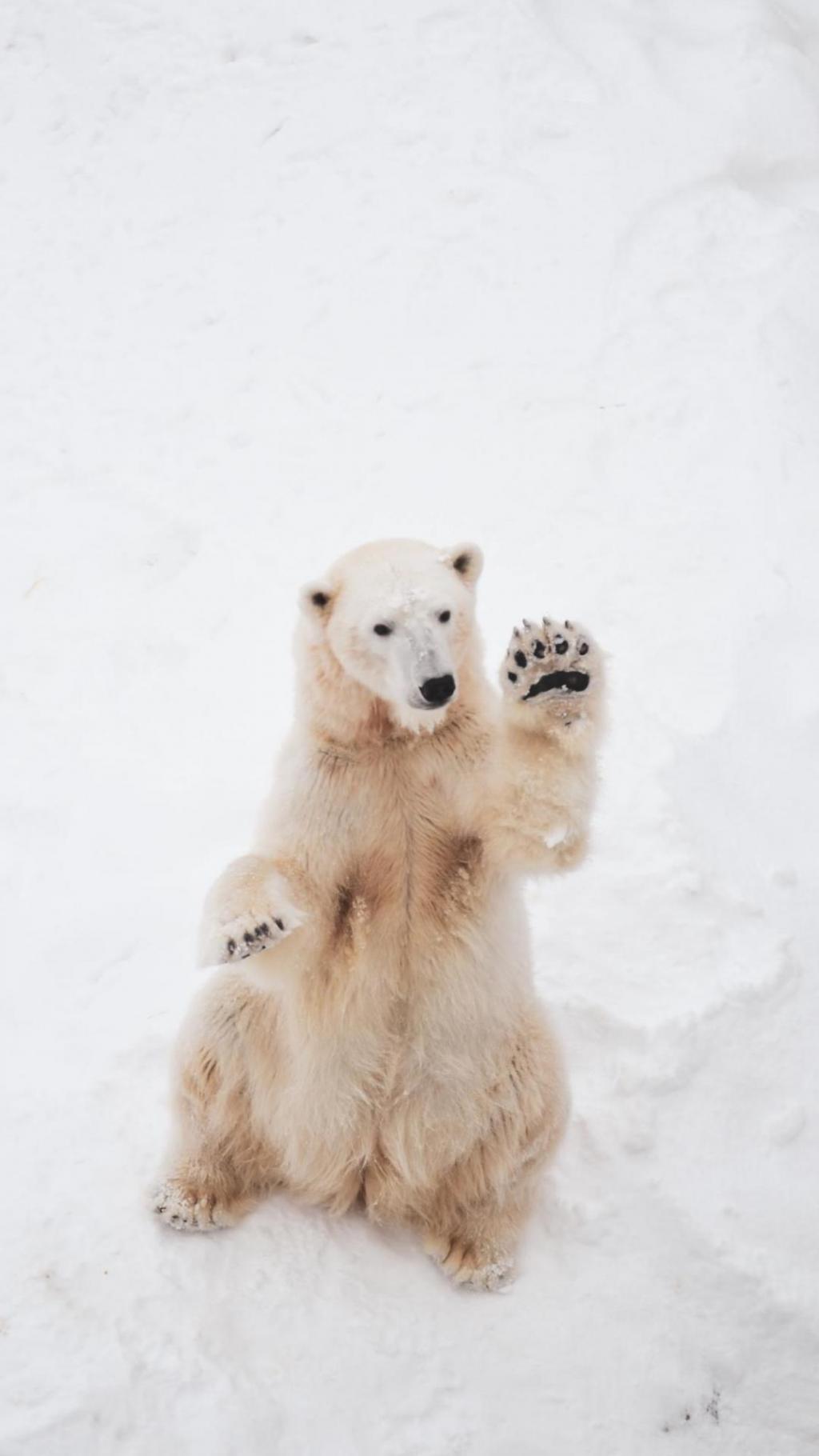 白茫茫的雪地里北极熊呆萌直立手机壁纸