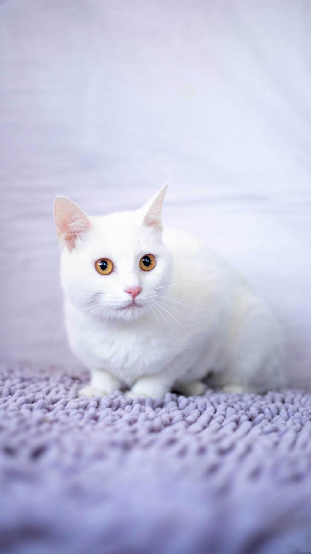 全身毛茸茸的白色小猫咪可爱极了