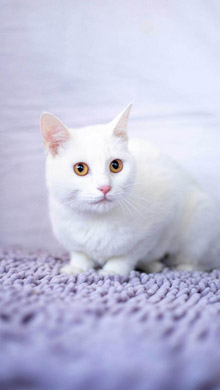 全身毛茸茸的白色小猫咪可爱极了