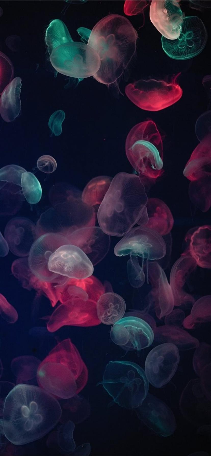 水生动物彩色水母深海梦幻写真