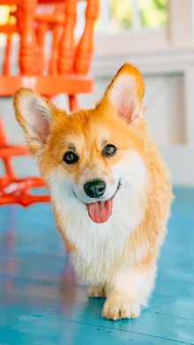 最受欢迎的小型护卫犬之威尔士柯基犬