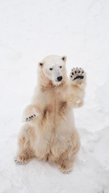 白茫茫的雪地里北极熊呆萌直立手机壁纸