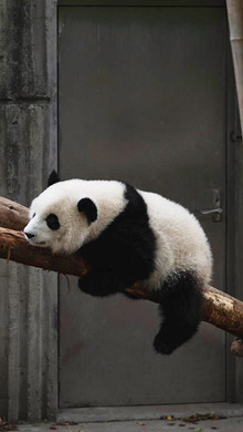 趴在树上休息的熊猫憨憨的睡姿可爱无敌
