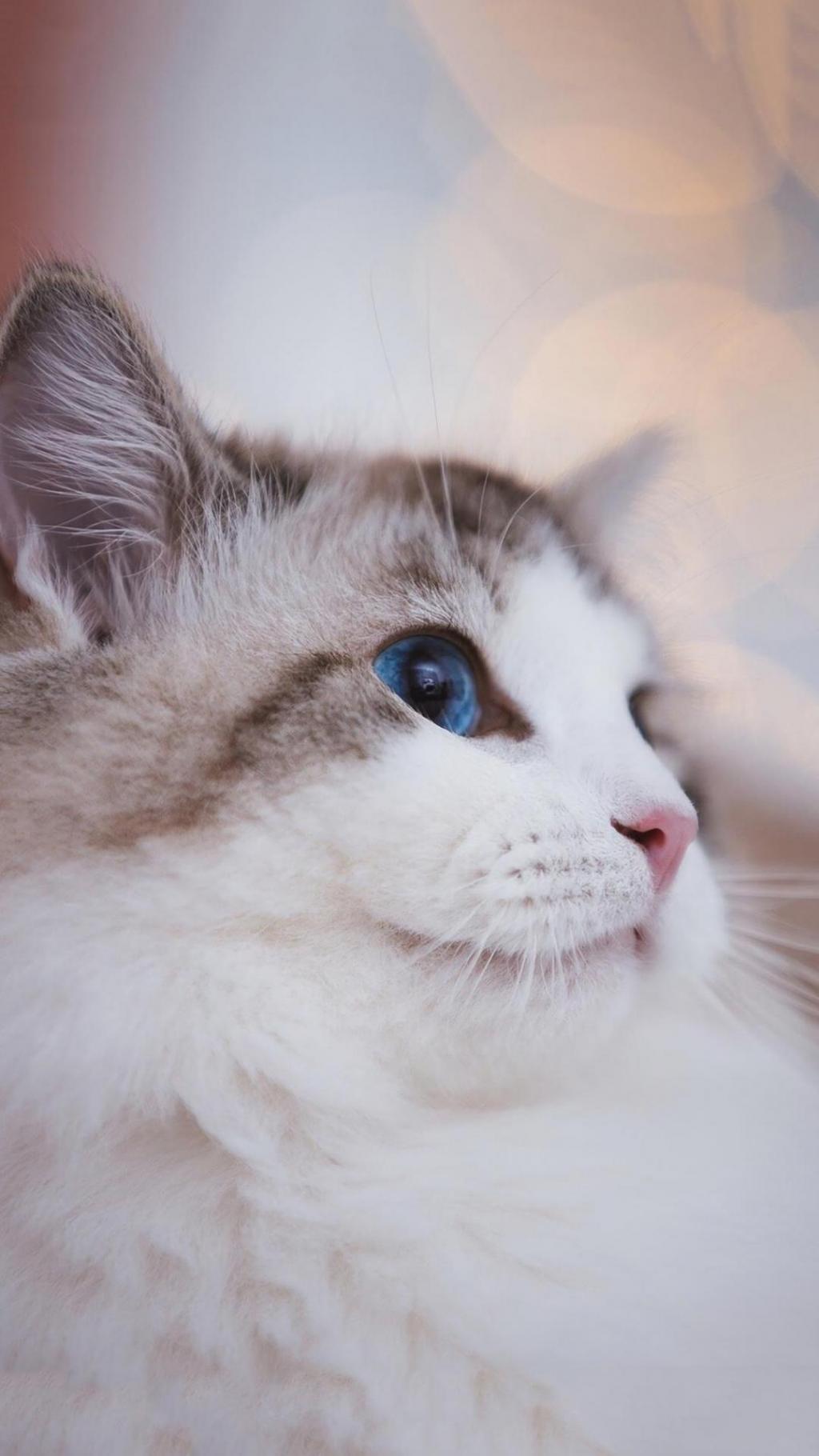 全身雪白的毛发的猫咪可爱壁纸