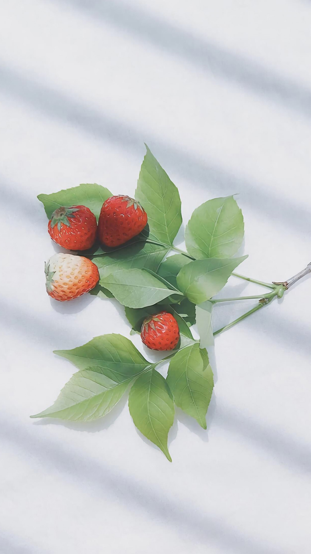 新鲜采摘的小草莓红里透着白手机壁纸