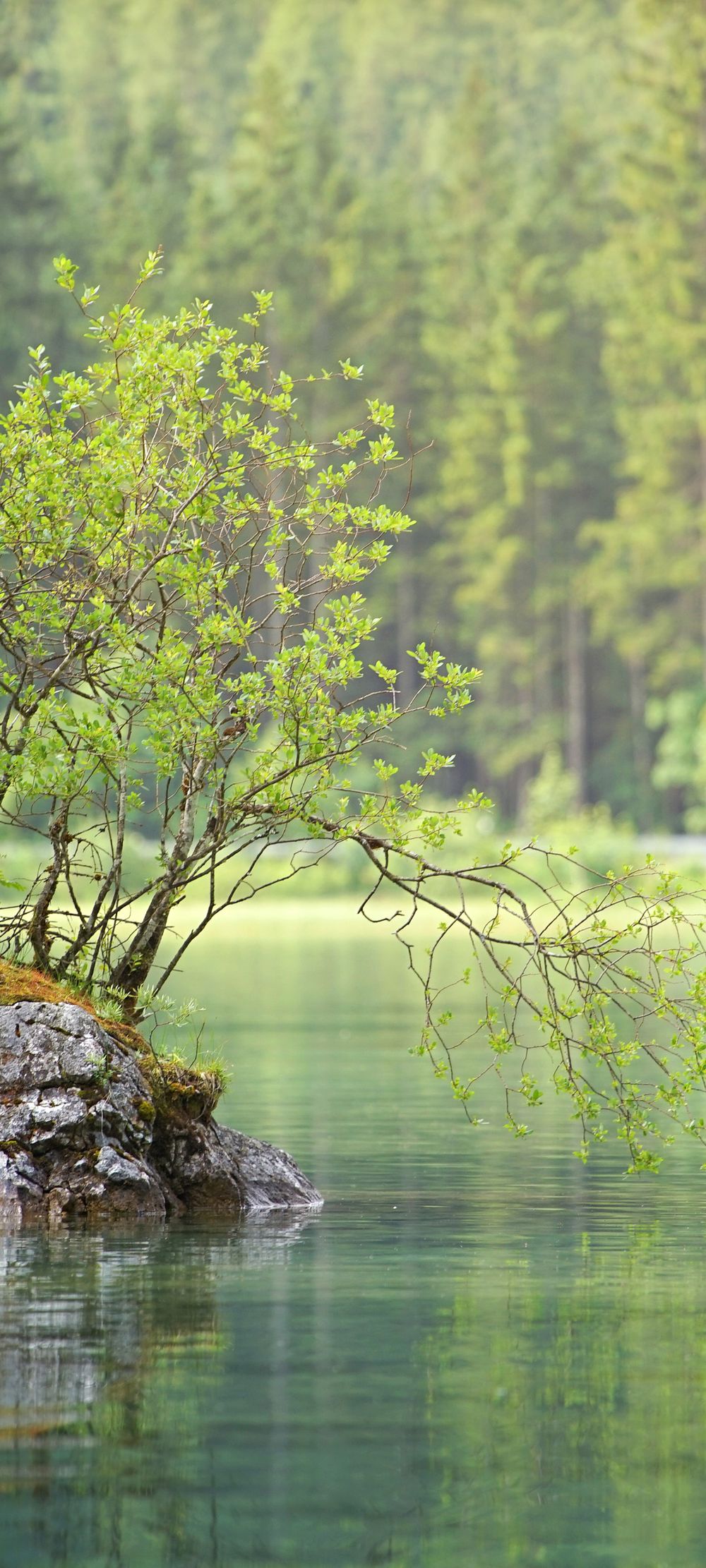 森林的湖泊自然风光系列绿色护眼高清手机壁纸