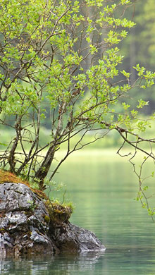 森林的湖泊自然风光系列绿色护眼高清手机壁纸